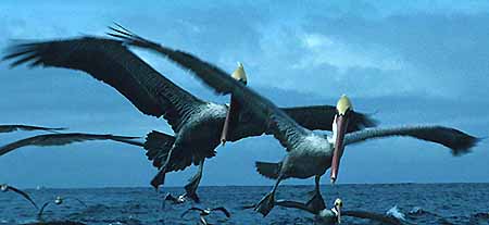 Pelecanus erythrorhynchus 